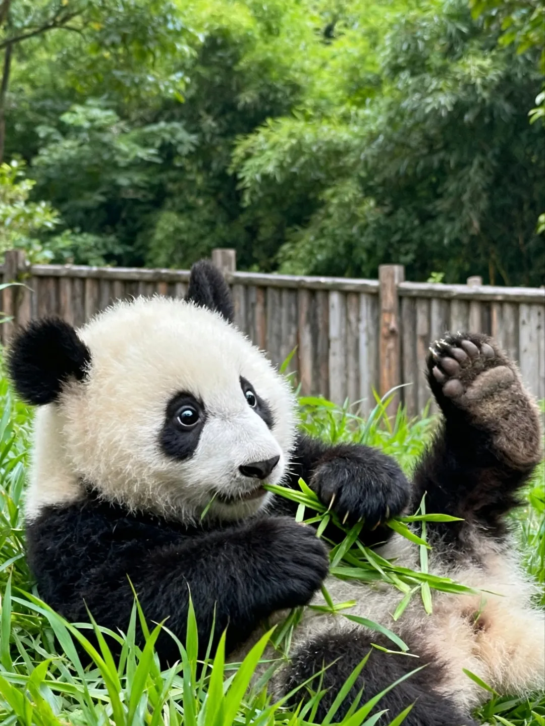 Chengdu Giant Panda Base Private Tour in Chengdu