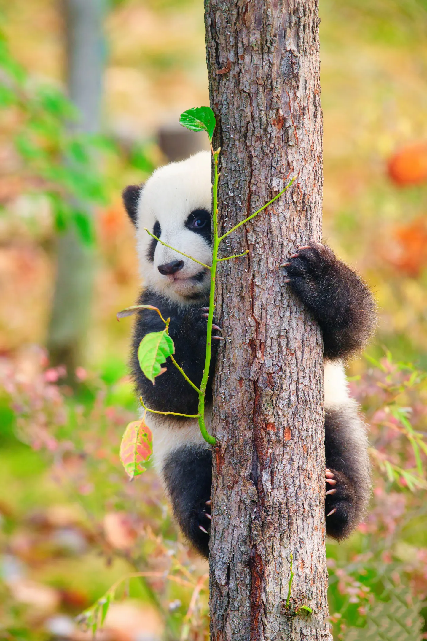 Customized Private Day Tour in Chengdu in Chengdu