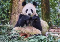 Bifengxia Panda Base